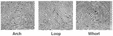 
							
								Three examples of fingerprints
							
							